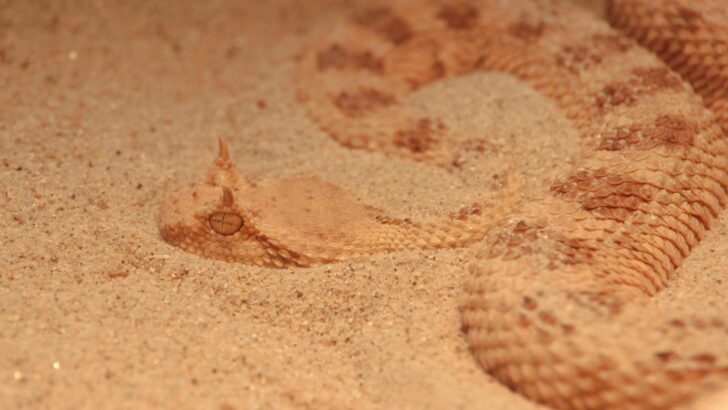 Snake Mistaken for Stick Startles Maryland Beachgoers