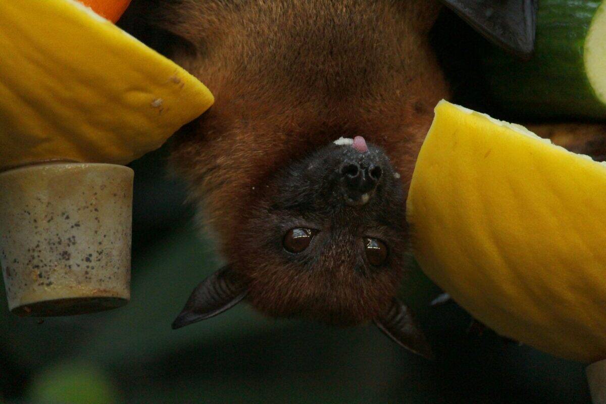 A close-up photo of a bat while hanging upside down.