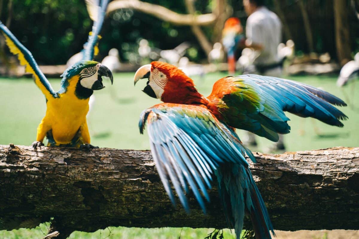 Parrots of various colors on a massive cage.