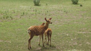 Young deers enjoying the green field.