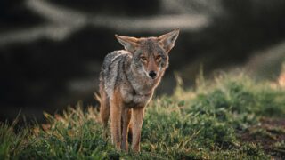 A coyote wandering in the wilderness.