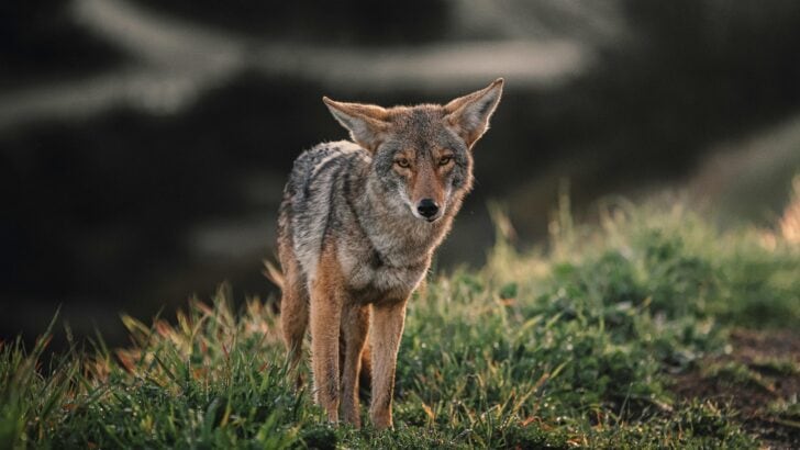 Coyote Attacks Florida Man in Shocking Junkyard Incident