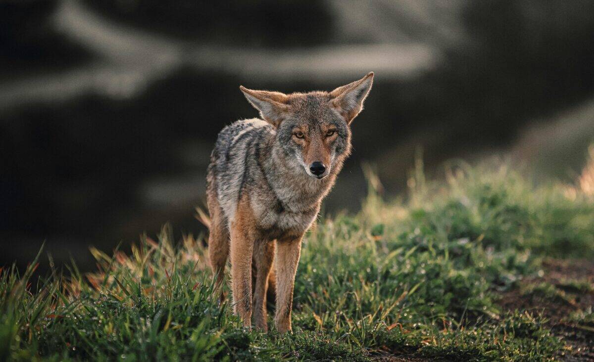 A coyote walking in the wilderness.