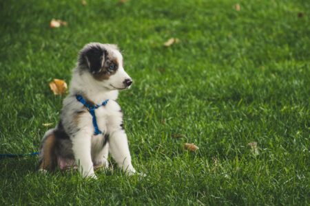 201 Puppy Names People Actually Click (Trendy to Classic)