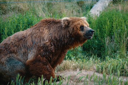 12 Bear Behaviors Explained by Experts