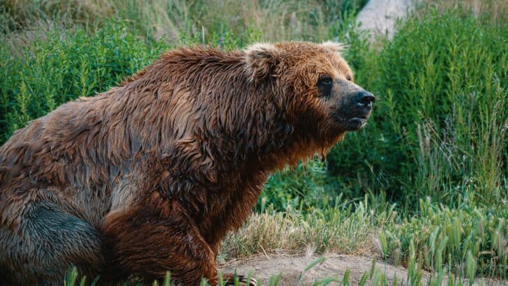 The Science Behind a Bear’s Hibernation Cycle
