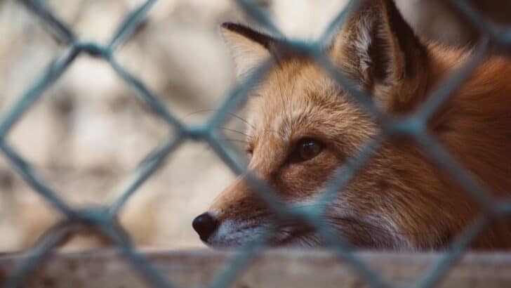 Why Urban Foxes Are Getting Smarter Every Year