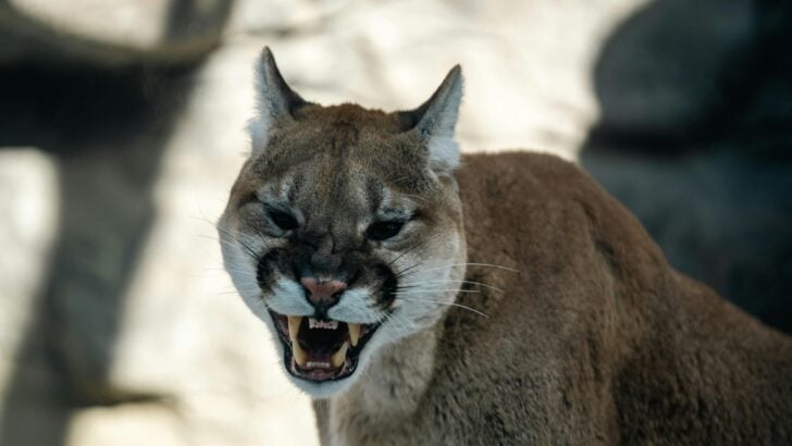 Cougar Attack on Cyclists Shakes Washington Wilderness