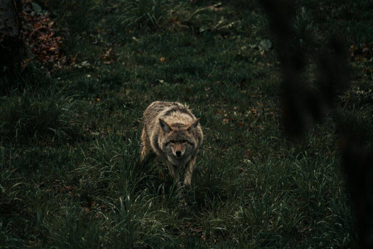 A coyote walking solo in the wild.