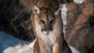 A cougar sporting a fierce look.