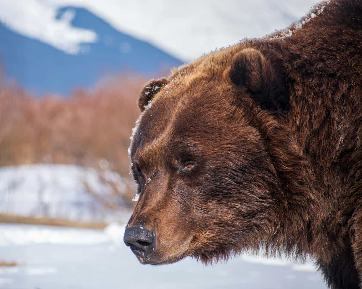 A close-up photo of a brown bear in a snowy environment.