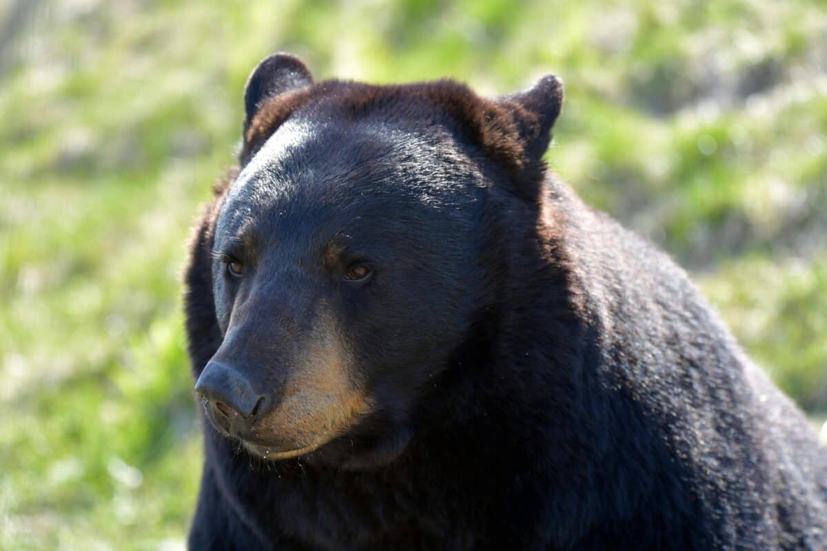 A healthy black bear resting in the wild.