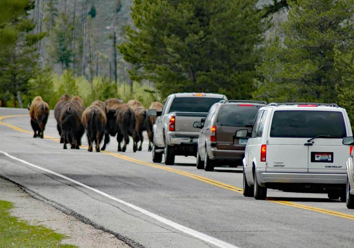 Motorists give way to crossing animals.