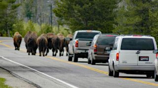 Motorists give way to crossing animals.