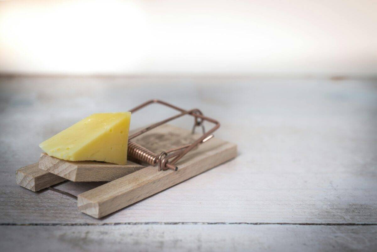 A mouse spring trap baited with cheese.
