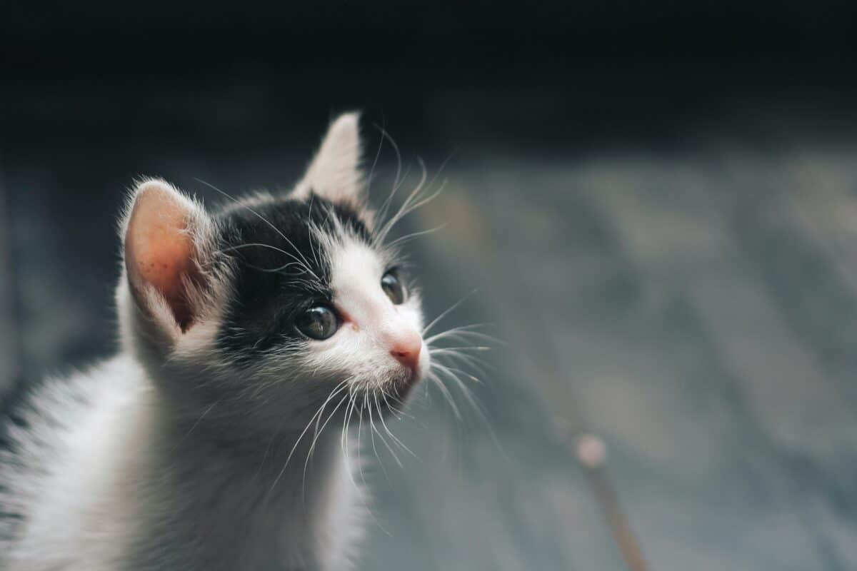 A kitten sporting a puzzled look.
