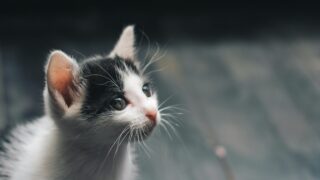 A kitten sporting a puzzled look.