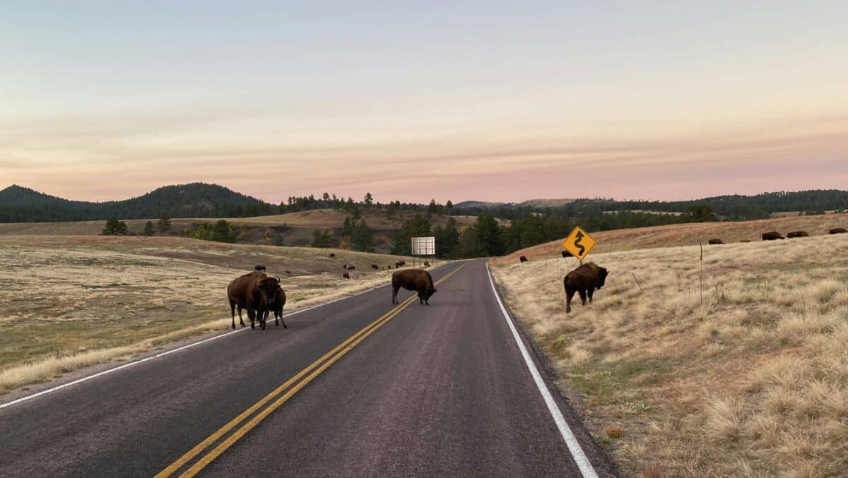 Buffaloes crossing the open road.