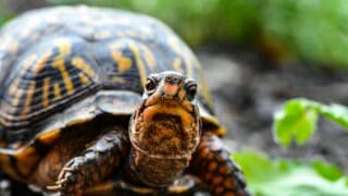 A frontal view of an adult turtle.