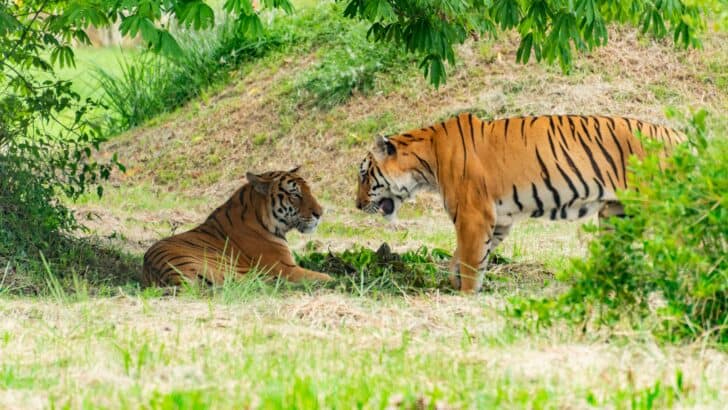 Why the Return of Apex Predators Could Save Entire Ecosystems