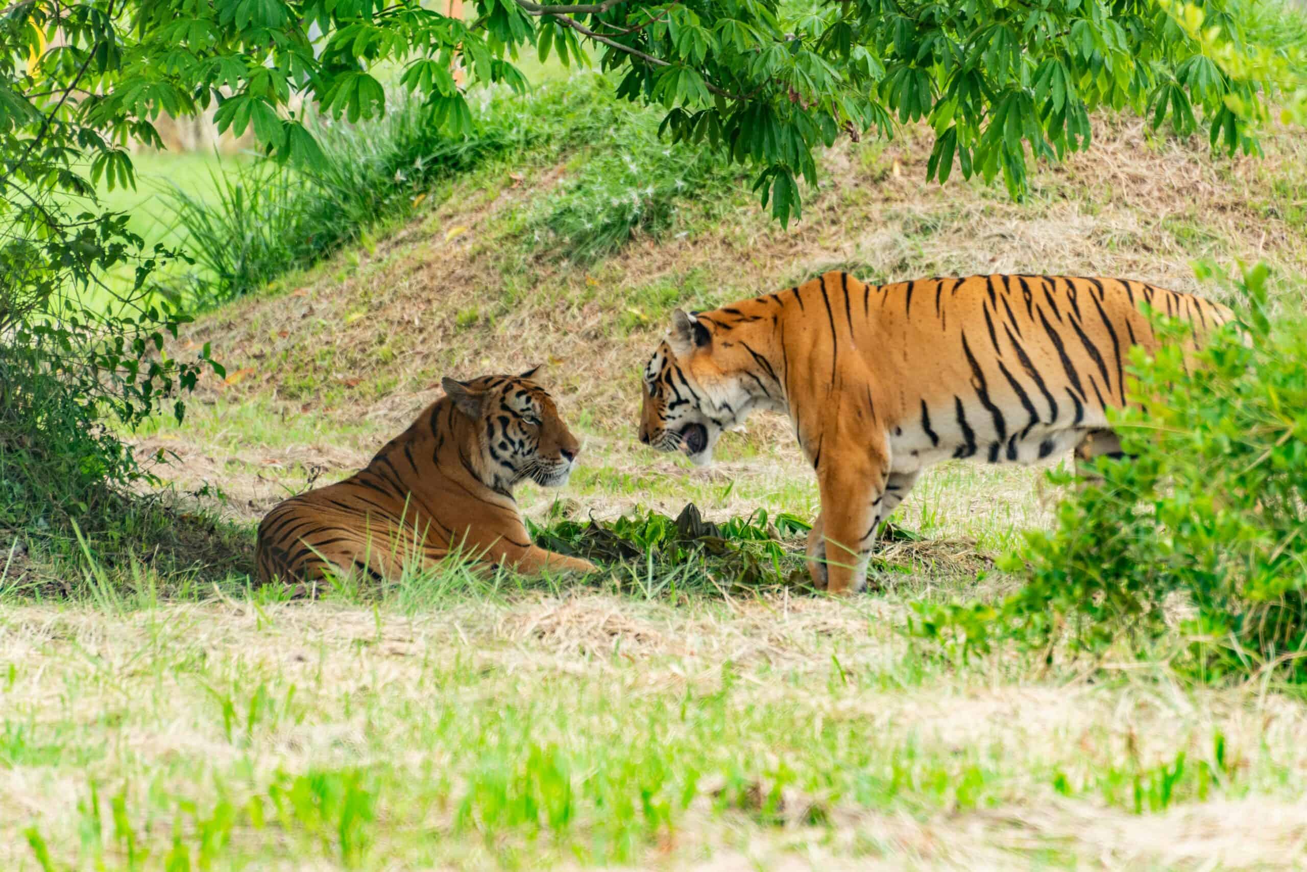 Two tigers seek shelter in a tree because of the scorching heat.