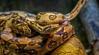 A huge snake moving towards an object.