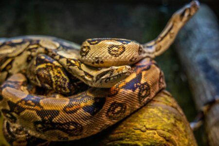 Snake Found in Arizona Toilet Shocks Homeowner