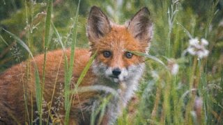 Fox on a steady position in the woods.