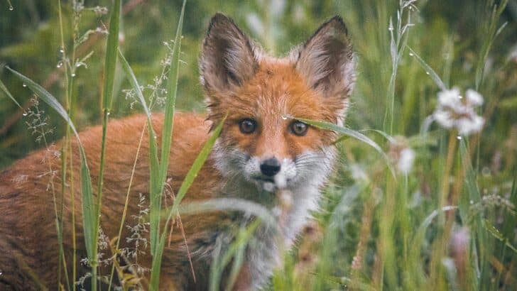 Texas Student Survives Brutal Fox Attack on Hiking Trail