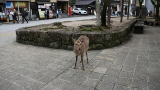 A deer in the middle of the city.