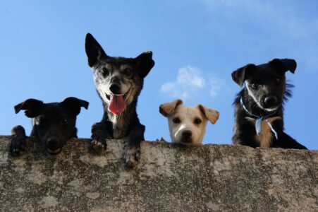 Why Dogs Tilt Their Heads