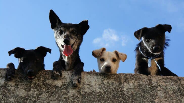 Why Dogs Tilt Their Heads