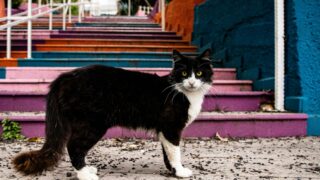 A stray cat wandering on the city.