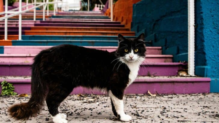 Stray Cat Escapes Shelter, Walks Home in Florida
