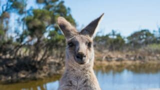 A close-up photo of the face of a kangaroo.