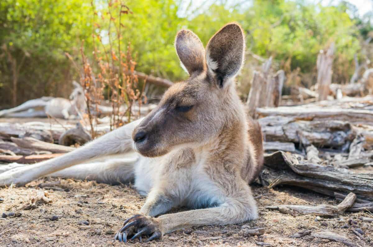 A kangaroo resting on the ground.