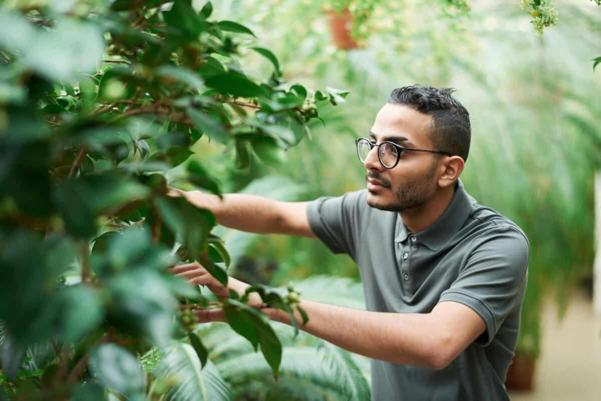 A man witnessing something between the plants.