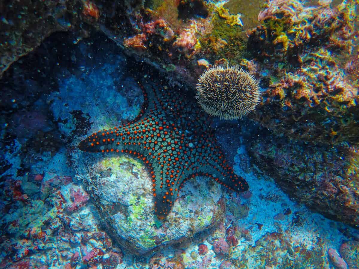 A close-up look at the various creatures underwater.