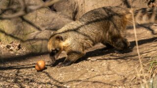 A coatimundi with a brown nose chasing a fruit.