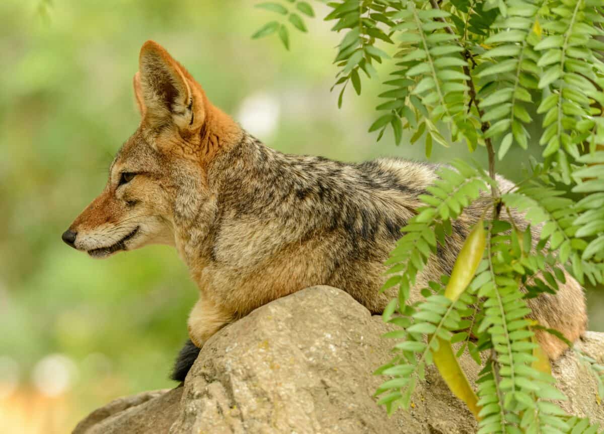 A coyote resting on a rock.