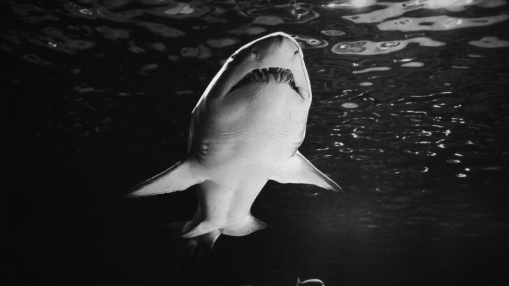Shark Bites Surfer in Shallow Water at North Carolina Beach