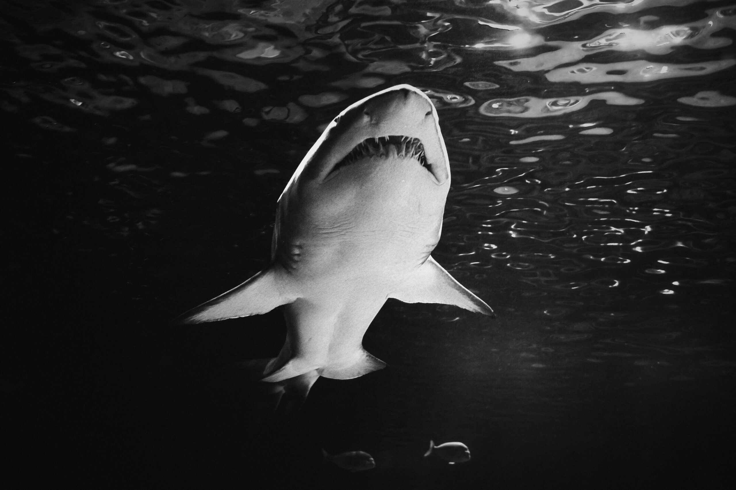 A shark submerged underwater.