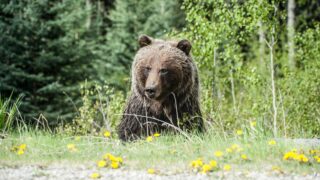 A grizzly bear hunting for food.