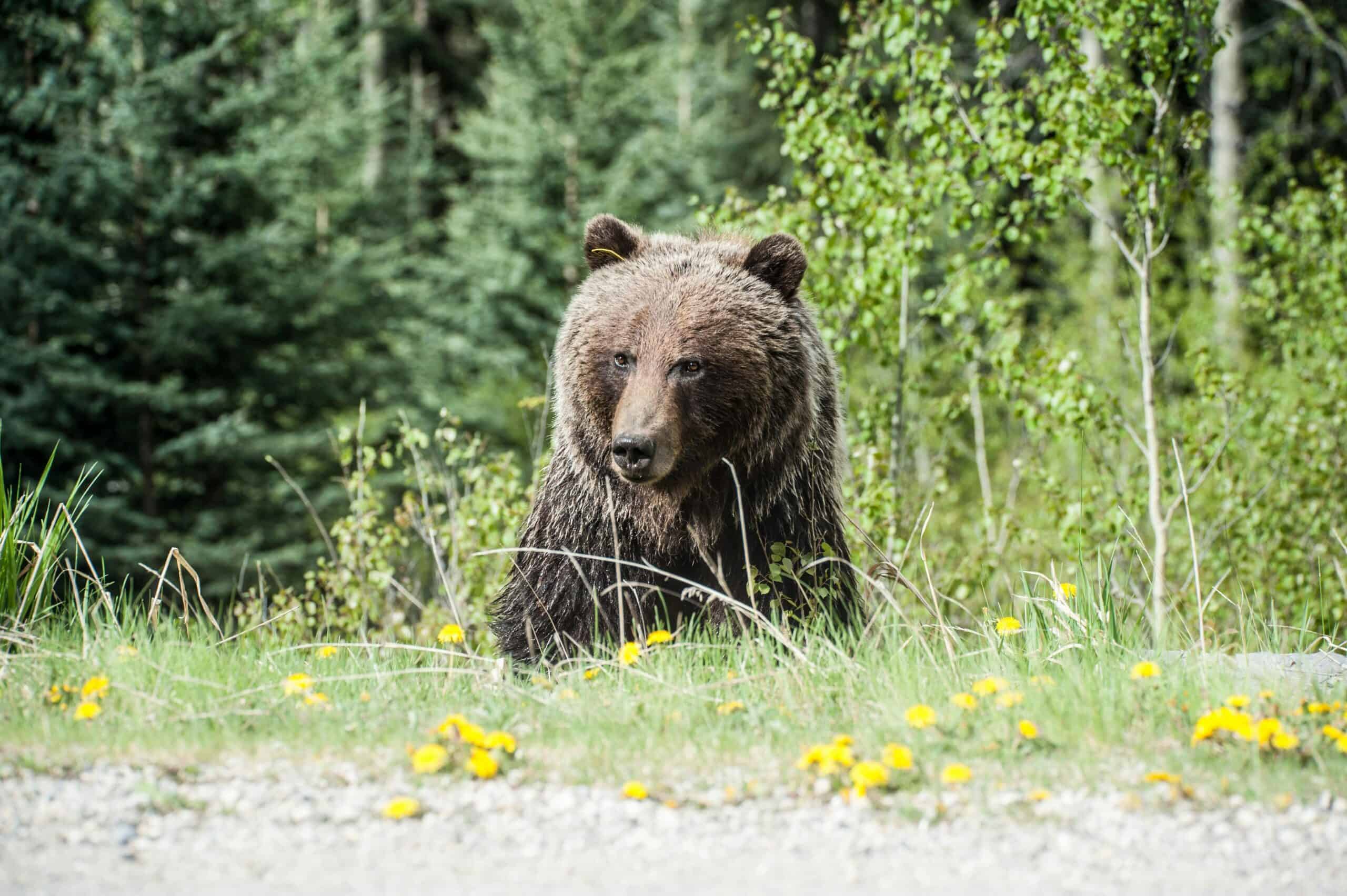 A grizzly bear hunting for food.