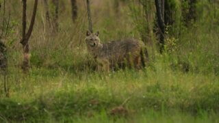 A coyote wandering in the woods.