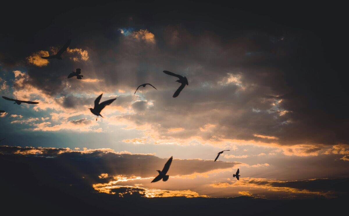 Silhouette of a flock of birds flying on the sky at dusk.