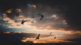 Silhouette of a flock of birds flying on the sky at dusk.