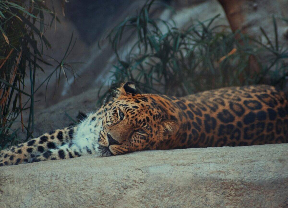 A tiger resting on its enclosure.