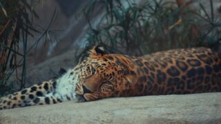 A tiger resting on its enclosure.