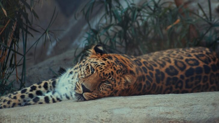 Zoo Prepares Animals for Hurricanes Ahead of 2025 Storm Season
